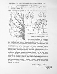 Uromyces betae image